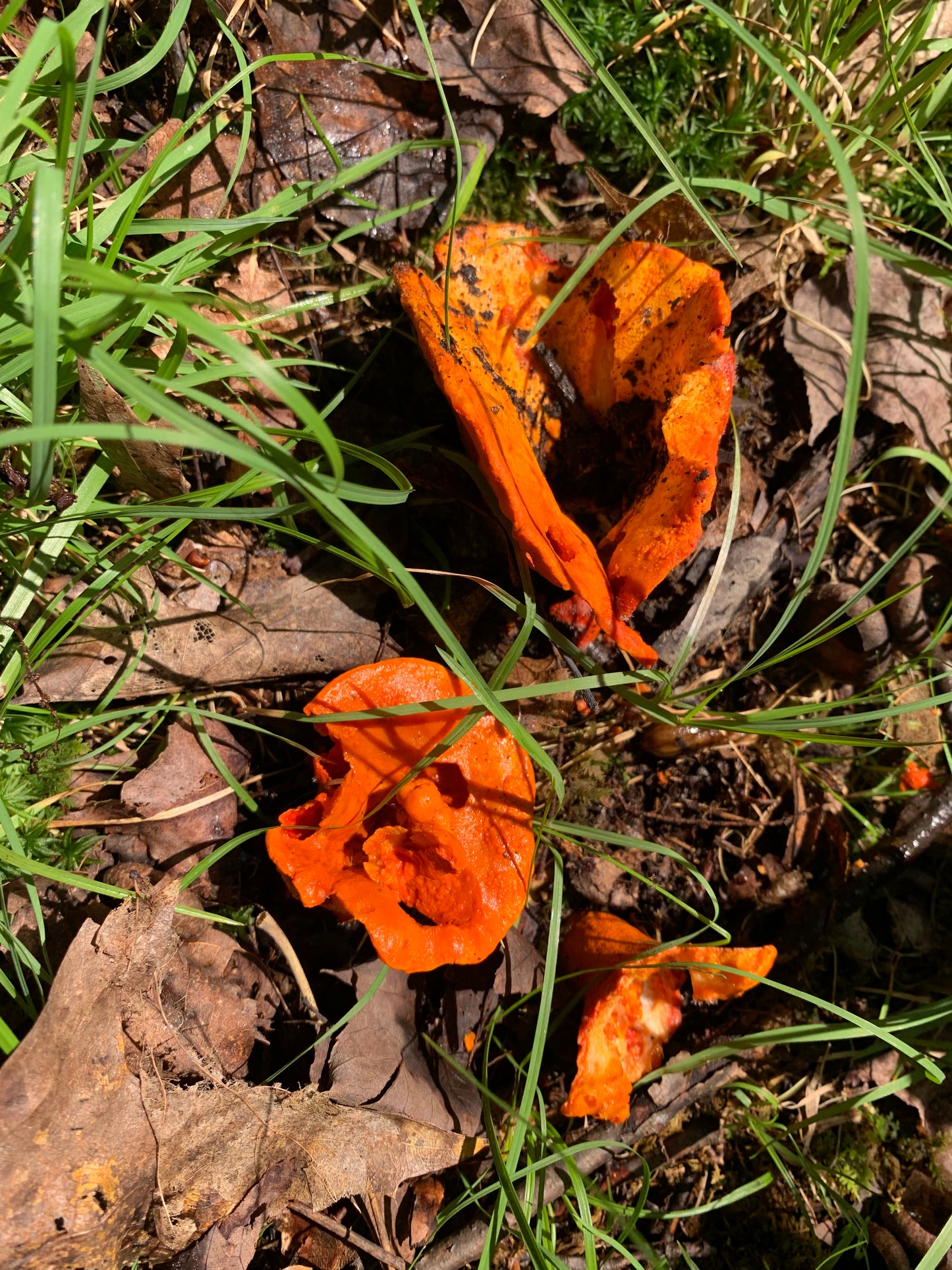 Dried wild lobster mushroom - Diversified Farm