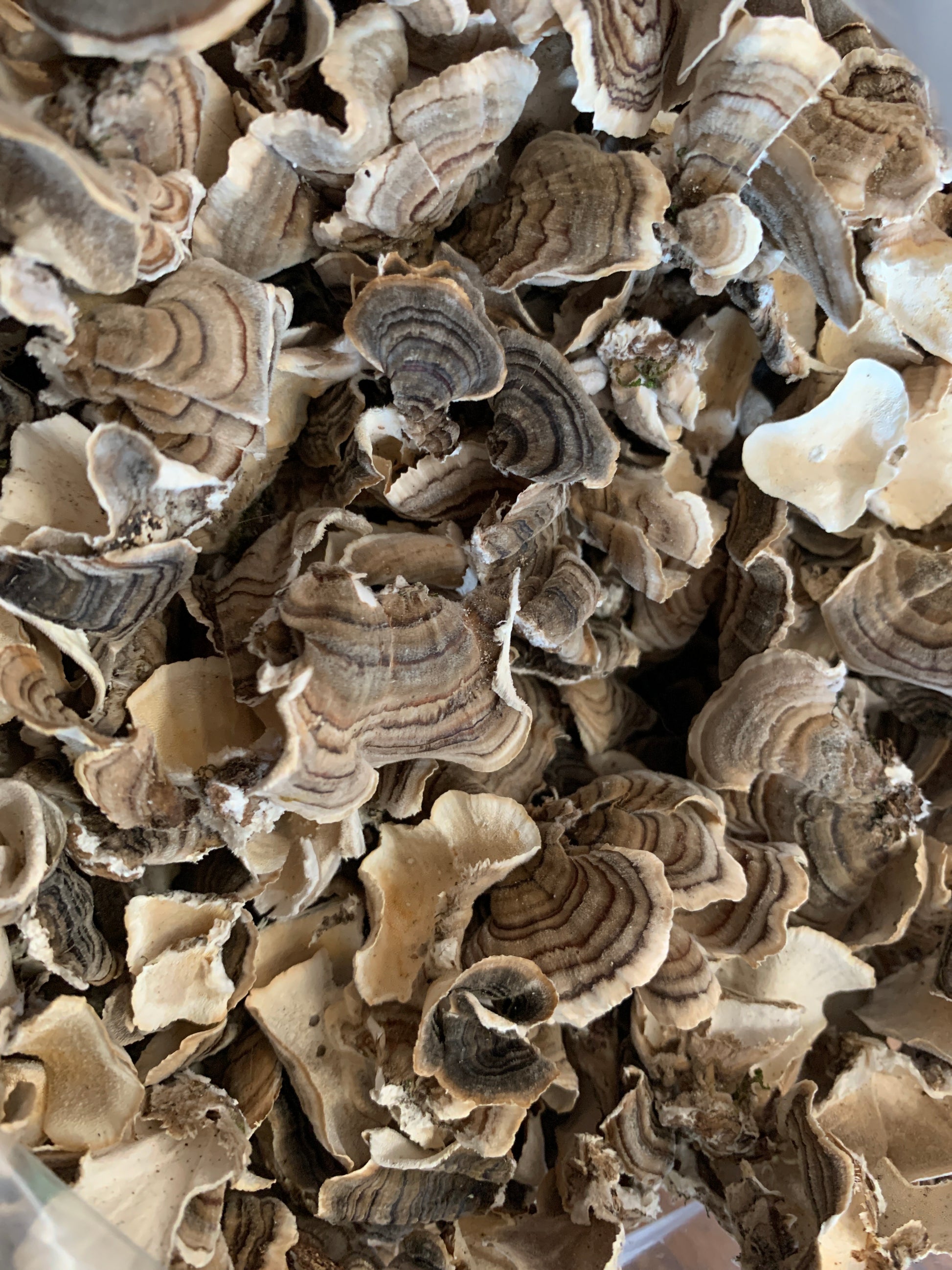 Wild Turkey Tail Mushroom - Diversified Farm