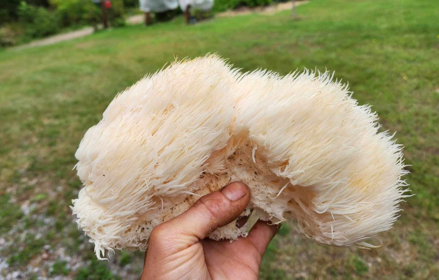 Lion’s Mane Mushroom Powder - Diversified Farm