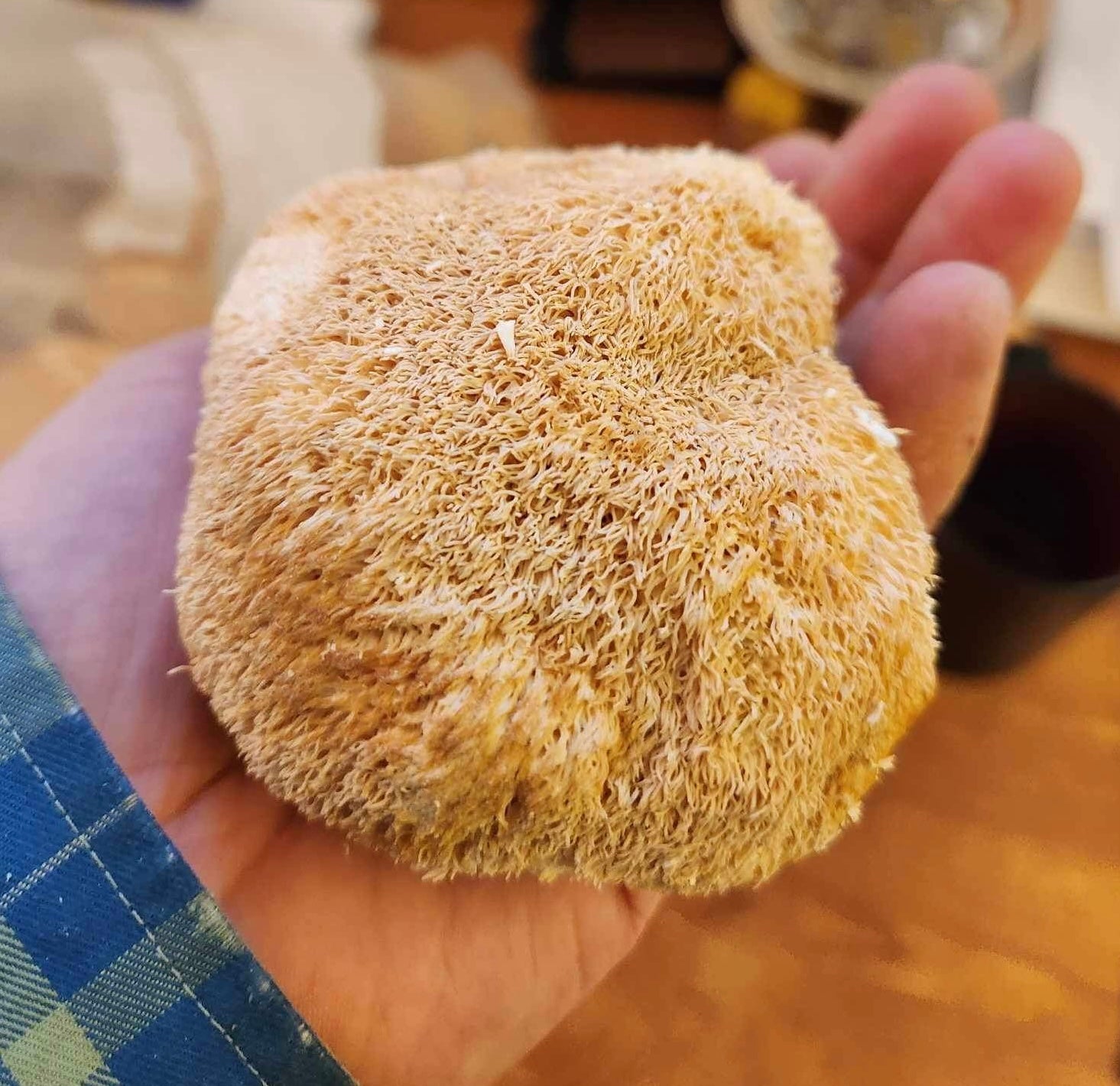 Lion’s Mane Mushroom Powder - Diversified Farm
