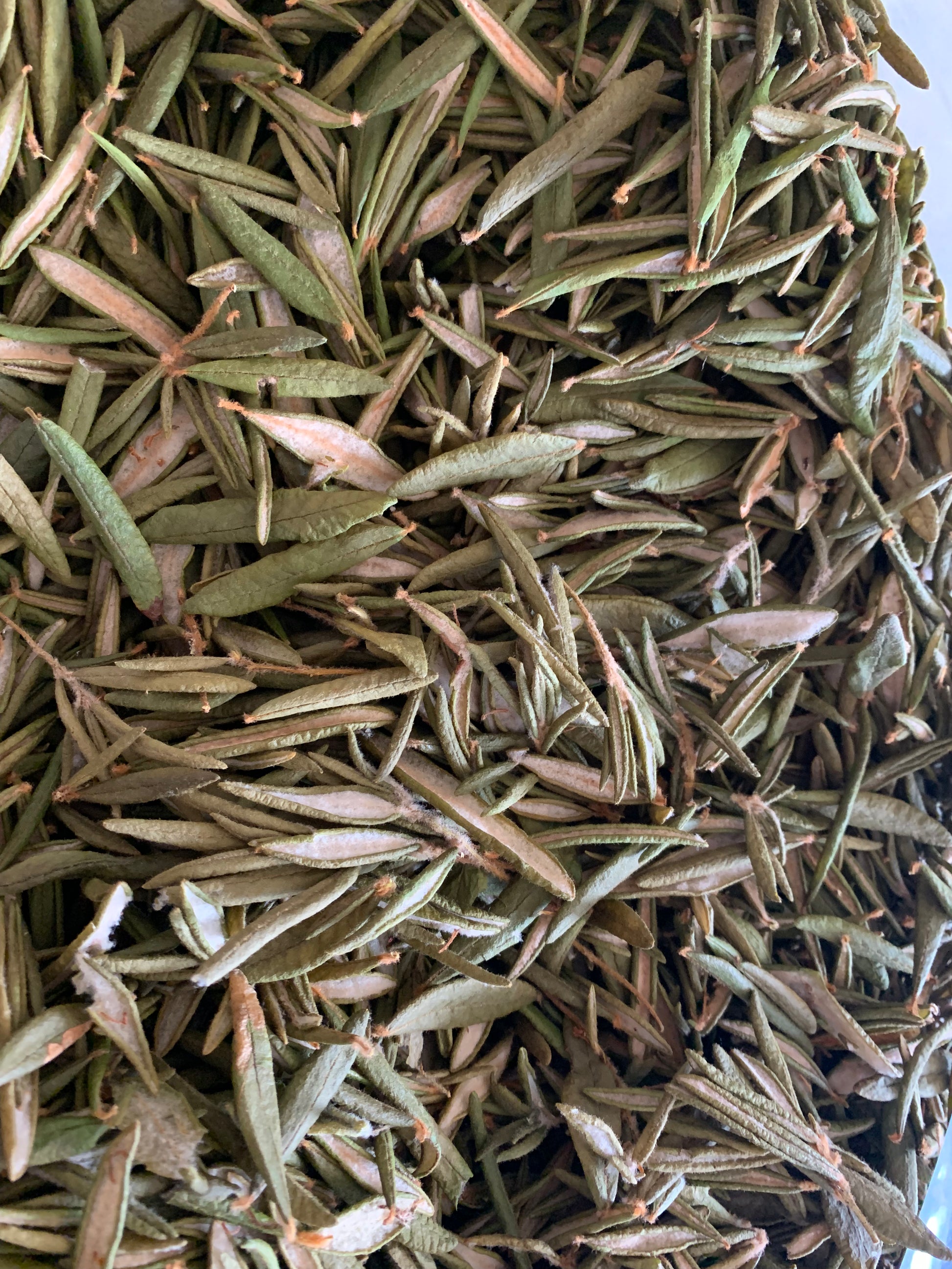 Labrador Tea - Diversified Farm