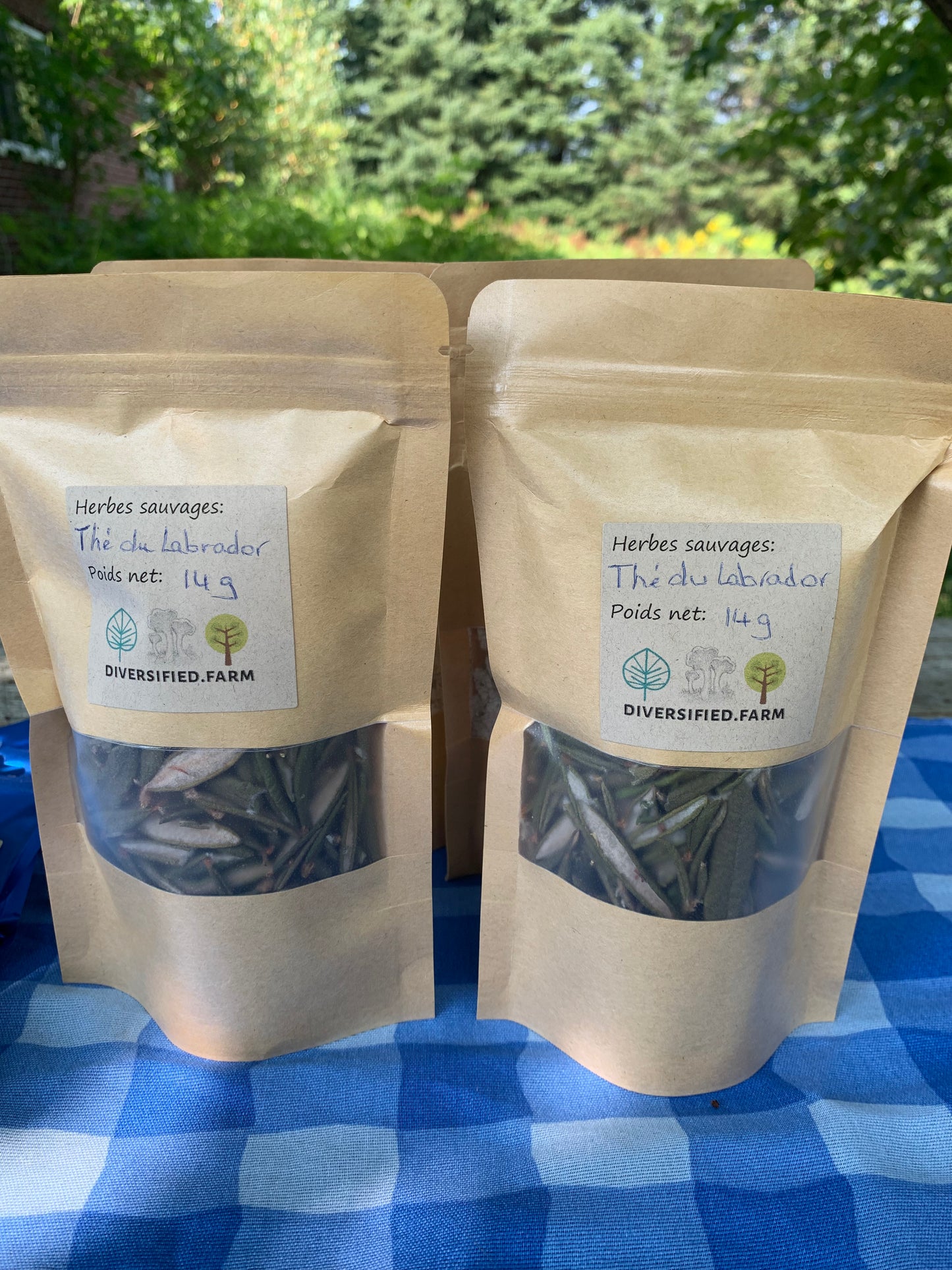 Labrador Tea - Diversified Farm