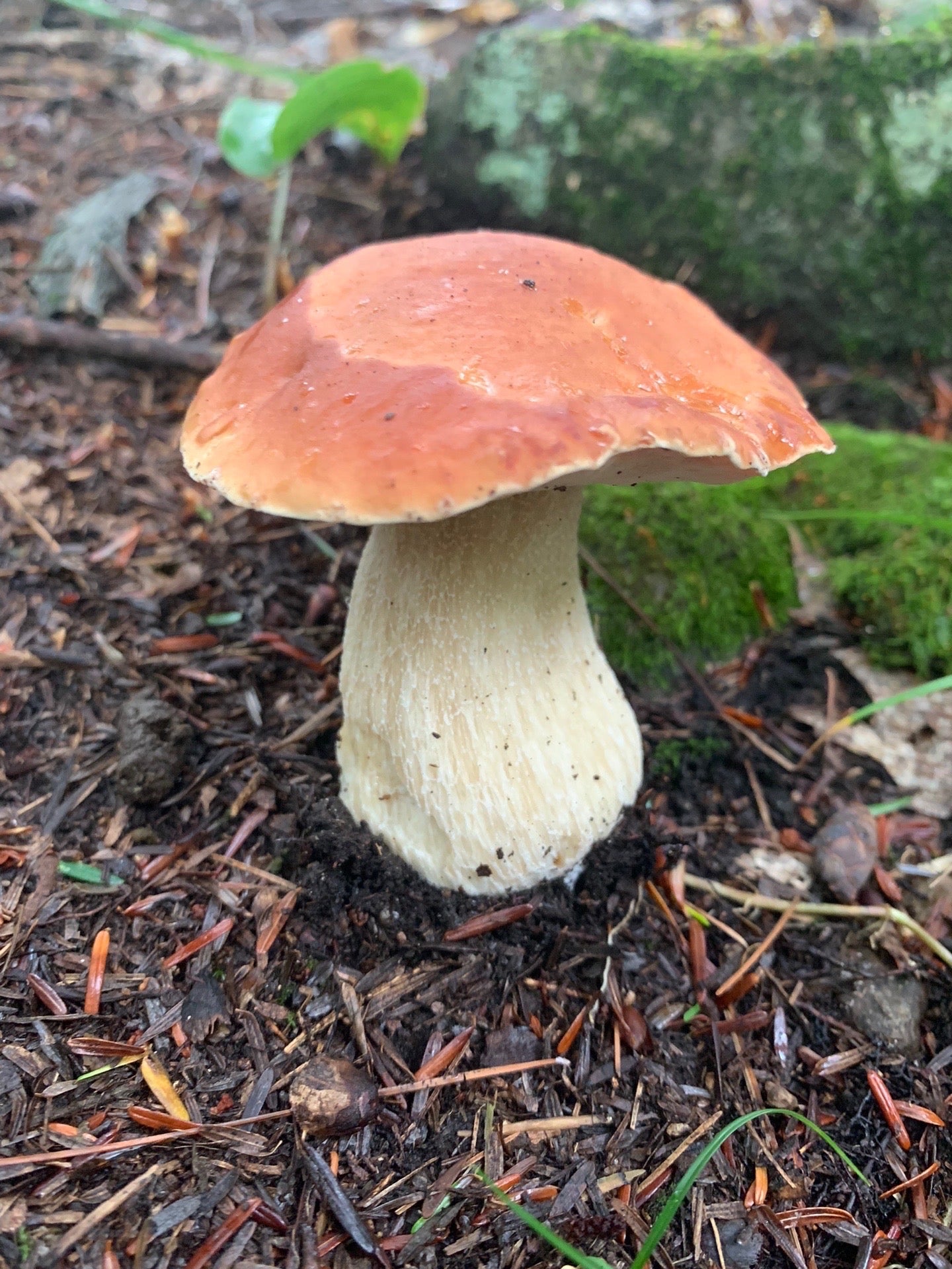 Wild porcini powder - Diversified Farm