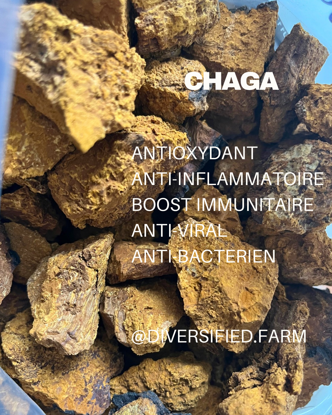 Chaga mushroom, dried chaga mushroom in chunks - Diversified Farm