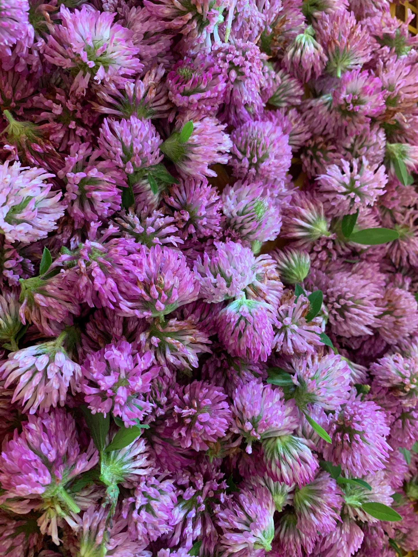 Red clover syrup - Diversified Farm