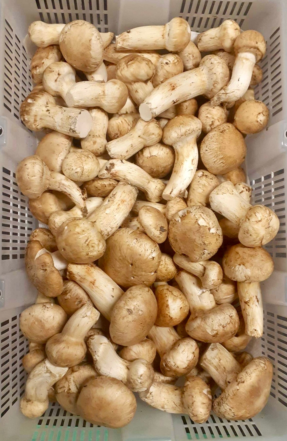 Dried wild matsutake mushroom - Diversified Farm