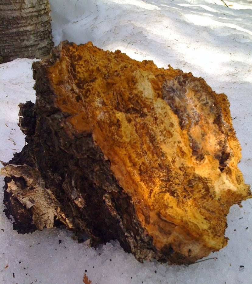 Chaga mushroom, dried chaga mushroom in chunks - Diversified Farm