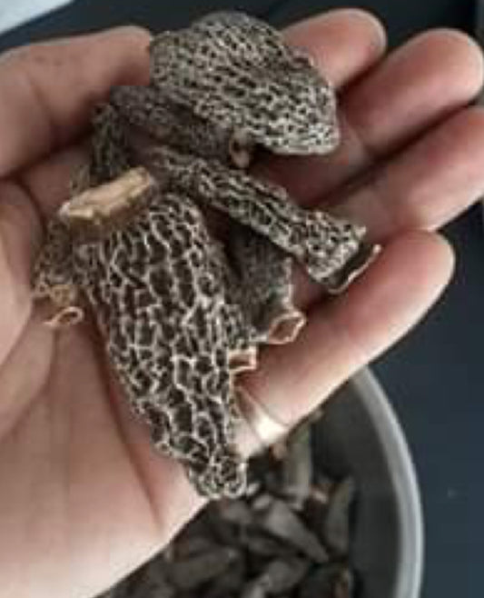 Dried wild morel mushrooms - Diversified Farm