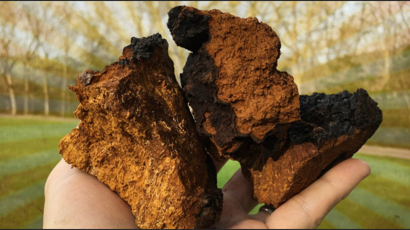Chaga mushroom, dried chaga mushroom in chunks - Diversified Farm