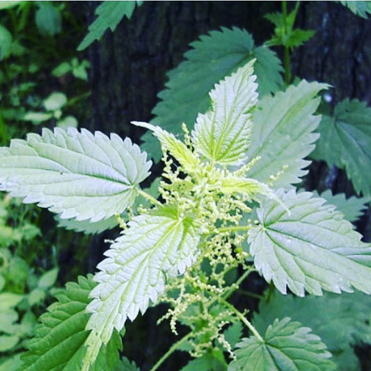 Dried stinging nettle, with seeds - Diversified Farm