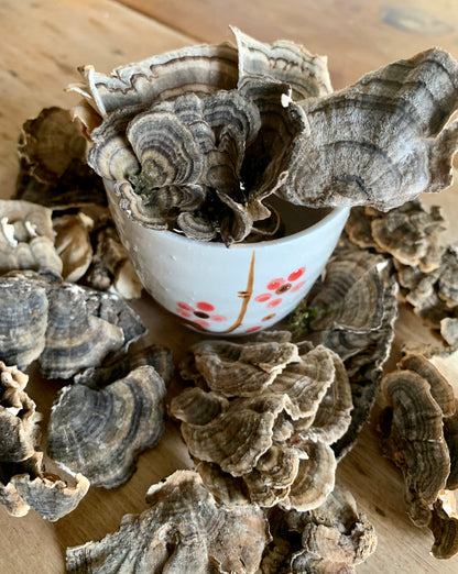 Wild Turkey Tail Mushroom