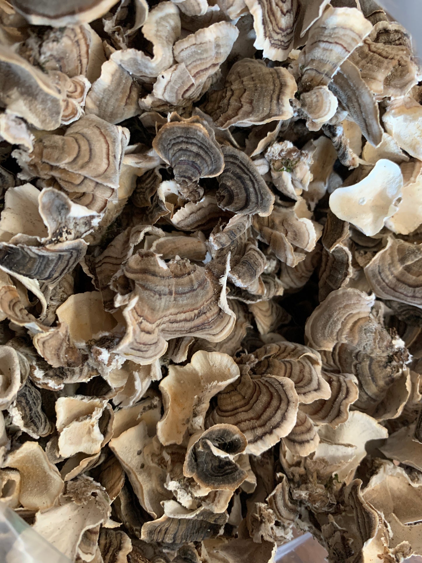 Wild Turkey Tail Mushroom