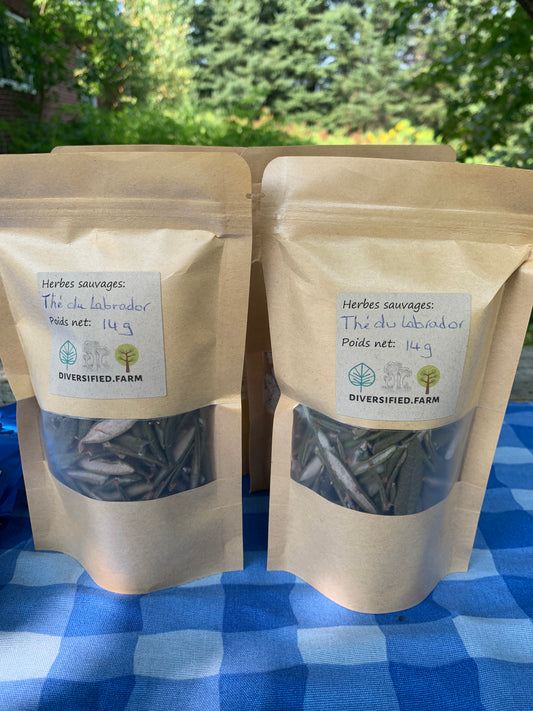 Labrador Tea - Diversified Farm
