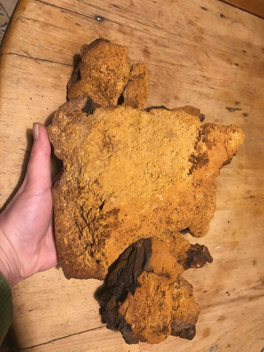 Chaga mushroom, dried chaga mushroom in chunks - Diversified Farm 