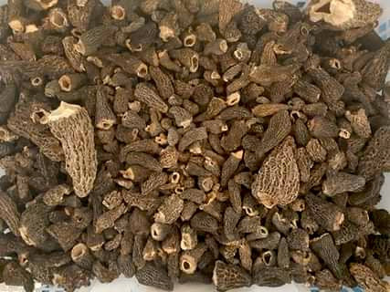 Dried morel mushrooms - Diversified Farm 