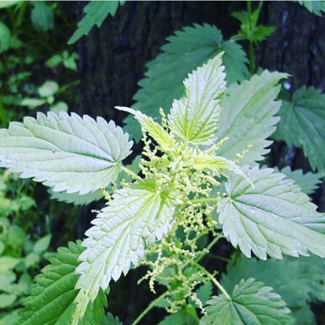 Dried stinging nettle, with seeds - Diversified Farm 